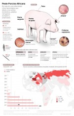 Infografía de la Agencia EFE sobre la Peste Porcina Africana (EFE) 