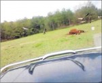 UP Fotogrames d’un vídeo que mostra l’atac d’una bandada de voltors a una vaca viva el 2015 al Solsonès.