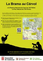 Comença la brama del cérvol a la Reserva Nacional de Caça de l´Alt Pallars i al Parc Natural de l´Alt Pirineu
