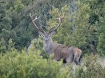 A punt la campanya de la brama del cérvol a la Reserva Nacional de Caça de Boumort