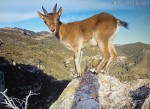 La població de cabra salvatge arriba al centenar d´exemplars al Parc Natural de Montsant