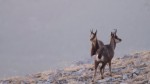 Agents Rurals inicien la primera part del cens de primavera d’isard en àrea privada caça al nord del Berguedà 