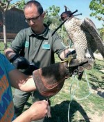 Un dels falcons pelegrins recuperats amb la intervenció dels Agents Rurals