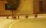 Un grup de senglars camina pels carrers de Banyoles