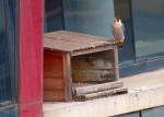 Imagen de archivo de un halcón en el edficio Realida de L´Hospitalet (Eduard Durany)