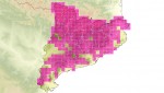 Agricultura presenta les darreres dades sobre la distribució del cabirol a Catalunya
