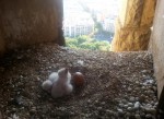 Nacimiento de dos polluelos y un huevo de halcón en la Sagrada Família (Archivo)