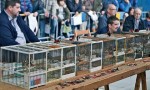 Un total de 530 ocells van concursar en el certamen