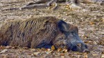 Màxima precaució, detectat un focus de Pesta Porcina Africana en senglars al nord-oest d'Itàlia
