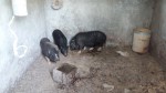 Una altra imatge dels porcs