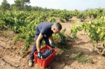 Un treballador del celler Abadal carregant una caixa plena de raïm negre després de collir-lo en una vinya a Salelles | Mar Marti