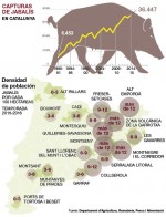 50.000 senglars caçats en un any a Catalunya